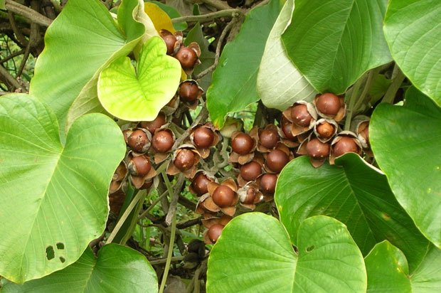 Hawaiian baby woodrose seeds - The Mix