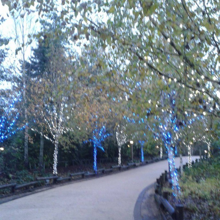 blue lights on trees