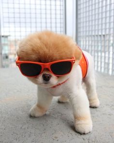 puppy in sunglasses